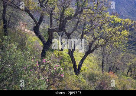 Cork Oak Tree Forest in Catalogna Foto Stock