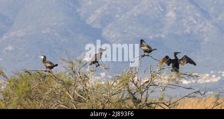 Great Cormorant Group ha puntato a Aiguamolls de l'Emporda in Catalogna Foto Stock