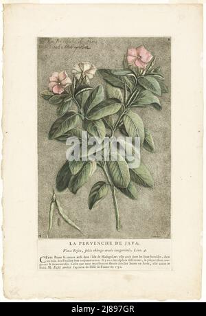 Il Periwinkle di Giava, dalla Collezione di piante usuali, curiose e straniere, 1767. Foto Stock