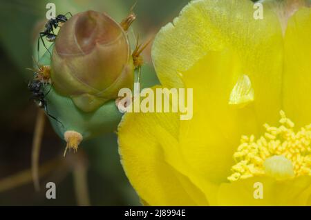 Formiche dorate Camponotus sericeus che si nutrono su un fiore chiuso di Prickly pera Opuntia sp. Parco Nazionale di Langue de Barbarie. Saint-Louis. Senegal. Foto Stock