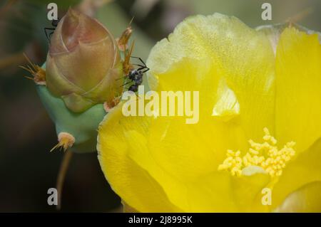 Falegname formiche Camponotus sericeus su un fiore chiuso di Prickly pera Opuntia sp. Parco Nazionale di Langue de Barbarie. Saint-Louis. Senegal. Foto Stock