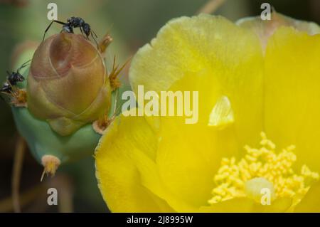 Falegname formiche Camponotus sericeus su un fiore chiuso di Prickly pera Opuntia sp. Parco Nazionale di Langue de Barbarie. Saint-Louis. Senegal. Foto Stock