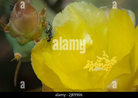 Falegname formiche Camponotus sericeus su fiori di Prickly pera Opuntia sp. Parco Nazionale di Langue de Barbarie. Saint-Louis. Senegal. Foto Stock