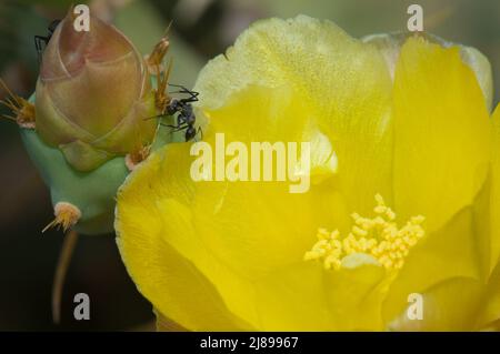 Falegname formiche Camponotus sericeus su un fiore chiuso di Prickly pera Opuntia sp. Parco Nazionale di Langue de Barbarie. Saint-Louis. Senegal. Foto Stock