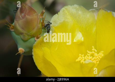 Falegname formiche Camponotus sericeus su un fiore chiuso di Prickly pera Opuntia sp. Parco Nazionale di Langue de Barbarie. Saint-Louis. Senegal. Foto Stock