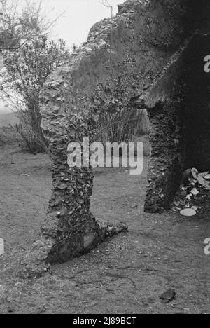 [Foto senza titolo, possibilmente relativa a: Costruzione del tabby. Rovine di presunta missione spagnola, St. Marys, Georgia]. Foto Stock