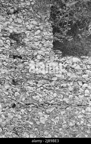 [Foto senza titolo, possibilmente relativa a: Costruzione del tabby. Rovine di presunta missione spagnola, St. Marys, Georgia]. Foto Stock