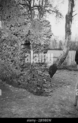 [Foto senza titolo, possibilmente relativa a: Costruzione del tabby. Rovine di presunta missione spagnola, St. Marys, Georgia]. Foto Stock