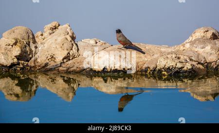 Waxbill a becco nero sul lato del waterhole con riflessi nel parco di trasferimento di Kgalagadi, Sud Africa; specie Brunhilda erythronotos famiglia di Estrild Foto Stock