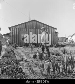 Agricoltore che ha un piccolo complotto in rapida crescita insediamento di lavoratori della lattuga alla periferia di Salinas, California. Foto Stock