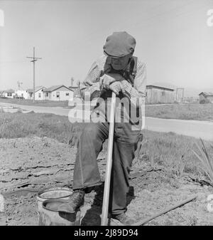 Agricoltore che ha un piccolo complotto in rapida crescita insediamento di lavoratori della lattuga alla periferia di Salinas, California. Foto Stock