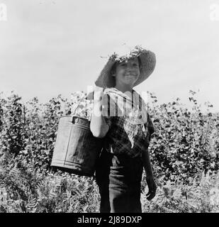Oregon, contea di Marion, vicino a West Stayton. Molti bambini lavorano nel raccolto dei fagioli, come nel raccolto del luppolo dell'Oregon. Foto Stock