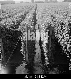 [Untitled, possibilmente collegato a: Oregon, Contea di Marion, vicino a West Stayton. Beanfield che mostra irrigazione. Foto Stock