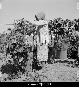 [Untitled, possibilmente collegato a: Lavoratori del campo migratorio nel campo del luppolo. Vicino a Independence, Oregon]. Foto Stock