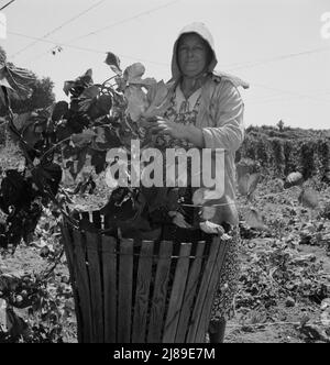 [Untitled, possibilmente collegato a: Lavoratori del campo migratorio nel campo del luppolo. Vicino a Independence, Oregon]. Foto Stock