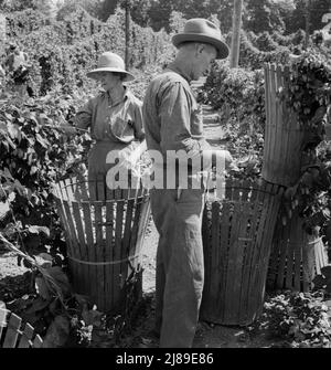 [Untitled, possibilmente collegato a: Lavoratori del campo migratorio nel campo del luppolo. Vicino a Independence, Oregon]. Foto Stock