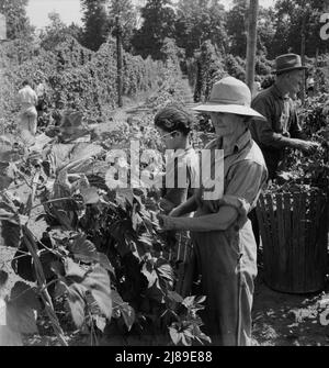 [Untitled, possibilmente collegato a: Lavoratori del campo migratorio nel campo del luppolo. Vicino a Independence, Oregon]. Foto Stock