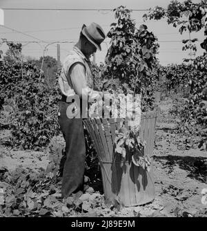 [Untitled, possibilmente collegato a: Lavoratori del campo migratorio nel campo del luppolo. Vicino a Independence, Oregon]. Foto Stock