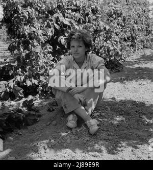 Independence (nelle vicinanze), Polk County, Oregon. Moglie di un ex-logger, ora un operaio migratorio campo, che riposa all'ombra del luppolo vite a mezzogiorno. Foto Stock