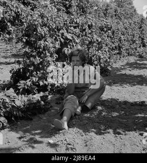 [Untitled, possibilmente collegato a: Indipendenza (vicinanza), Contea di Polk, Oregon. Moglie di un ex-logger, ora un operaio migratorio campo, che riposa all'ombra del luppolo vite a mezzogiorno. ]. Foto Stock