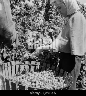 [Untitled, possibilmente collegato a: Lavoratori del campo migratorio nel campo del luppolo. Vicino a Independence, Oregon]. Foto Stock