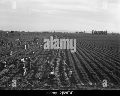 Vicino a Meloland, Valle Imperiale. Agricoltura su larga scala. Lavoro di banda, messicano e bianco, dal sud-ovest. Tirare, pulire, legare e cravatta carote per il mercato orientale per undici centesimi per cassa di quarantotto mazzi. Molti possono fare appena un dollaro un il giorno. La forte eccesso di offerta di lavoro e la concorrenza per i posti di lavoro sono desiderosi. Foto Stock