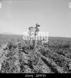 Pescatori che entrano nel padrone di pesatura. 500 picker di piselli nel campo di Sinclair Ranch su larga scala, recentemente piantati a piselli. Vicino a Calipatria, California. Foto Stock