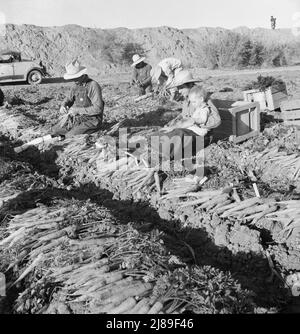 Vicino a Meloland, Valle Imperiale. Agricoltura su larga scala. Lavoro di banda, messicano e bianco, dal sud-ovest. Tirare, pulire, legare e cravatta carote per il mercato orientale per undici centesimi per cassa di quarantotto mazzi. Molti possono a malapena fare un dollaro al giorno. Forte eccesso di offerta di lavoro e concorrenza per posti di lavoro desiderosi. Foto Stock