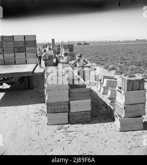 Raccolta piselli. Agricoltura industrializzata su larga scala su Sinclair Ranch. Imperial Valley, California. Foto Stock