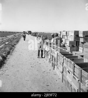 Raccolta piselli. Agricoltura industrializzata su larga scala su Sinclair Ranch. Imperial Valley, California. Foto Stock