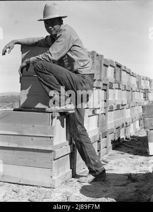 Raccolta piselli. Agricoltura industrializzata su larga scala su Sinclair Ranch. Imperial Valley, California. Foto Stock