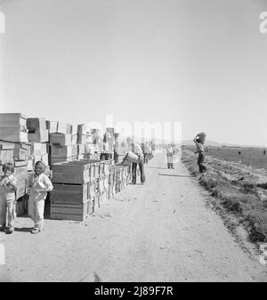 Raccolta piselli. Agricoltura industrializzata su larga scala su Sinclair Ranch. Imperial Valley, California. Foto Stock