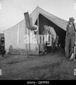 In un campo di carote pullers' vicino a Holtville, California. Foto Stock