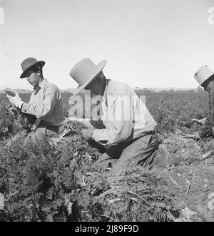 [Untitled, possibilmente collegato a: Operaio migratorio di campo che tira le carote. Imperial Valley, California]. Foto Stock