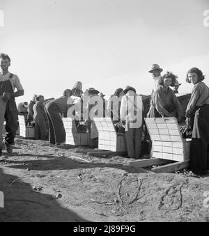 Agricoltura industrializzata su larga scala. Calipatria, Imperial Valley, California. I lavoratori migratori che imballano i piselli per il mercato a bordo del campo dei piselli. Si tratta di un tentativo di commercializzare un "field pack", a differenza del solito "pack in capannone". Foto Stock