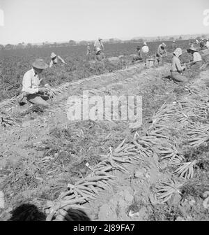 [Untitled, possibilmente collegato a: Operaio migratorio di campo che tira le carote. Imperial Valley, California]. Foto Stock