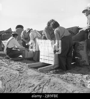 Agricoltura industrializzata su larga scala. Calipatria, Imperial Valley, California. I lavoratori migratori che imballano i piselli per il mercato a bordo del campo dei piselli. Si tratta di un tentativo di commercializzare un "field pack", a differenza del solito "pack in capannone". Foto Stock