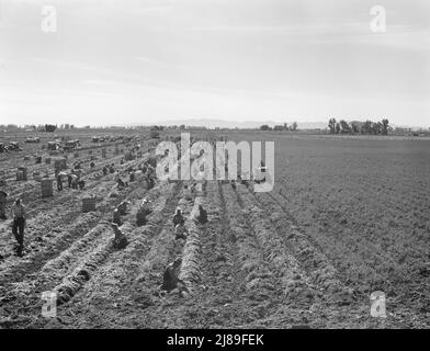 Vicino a Meloland, Valle Imperiale. Agricoltura su larga scala. Lavoro di banda, messicano e bianco, dal sud-ovest. Tirare, pulire, legare e cravatta carote per il mercato orientale per undici centesimi per cassa di quarantotto mazzi. Molti possono fare appena un dollaro un il giorno. La forte eccesso di offerta di lavoro e la concorrenza per i posti di lavoro sono desiderosi. Foto Stock