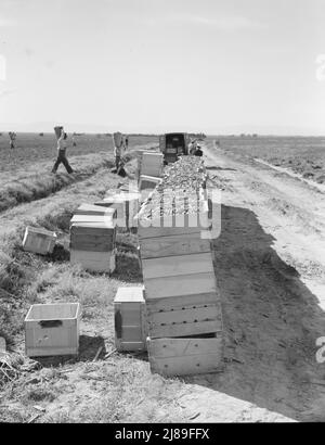 Raccolta piselli. Agricoltura industrializzata su larga scala su Sinclair Ranch. Imperial Valley, California. Foto Stock