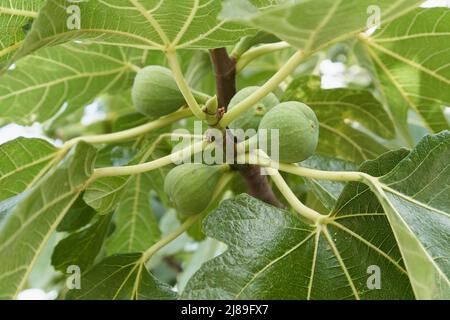 Frutti di fico verde in primo piano su un ramo Foto Stock