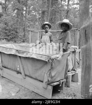 Nipoti di tabacco sharecropper giù ai granai. Nota costruzione di slitte di tabacco che sono state appena riparate da Zollie Lyons. Al di là di loro la piattaforma schermata in cui quel membro della famiglia dorme che tende il fuoco durante la notte. Aeroporto di Wake County, North Carolina. Foto Stock