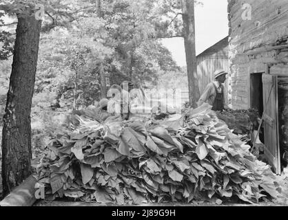 [Untitled, possibilmente collegato a: Mettere in tabacco dopo il lavoro di mattina. Shoofly, Carolina del Nord]. Foto Stock