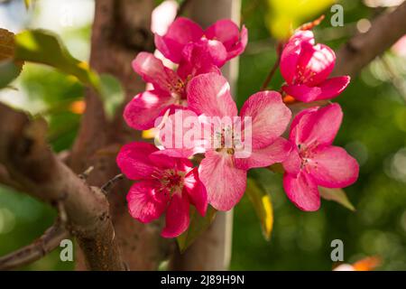 Albero di Mela Malus Rudolph, con fiori rosa scuro sullo sfondo sfocato bokeh. Molla. Disegno floreale astratto Foto Stock