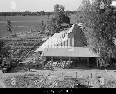 Aeroporto di Tulare County. Mineral King Farm cooperative Association. Nuovo fienile in costruzione. California. Foto Stock