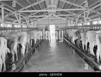 Aeroporto di Tulare County, California. Mineral King cooperative Association, Farm Security Administration (FSA). Vista della fattoria casearia e mandria.. Foto Stock