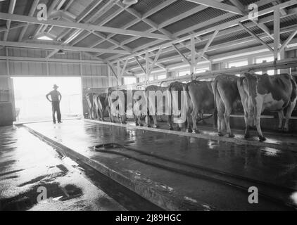 Aeroporto di Tulare County, California. Farm Security Administration (FSA) Mineral King Farm cooperative Association. Il caseificio impiega tre agricoltori che appartengono all'associazione a tempo pieno. Foto Stock