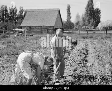 Coppia scavando le loro patate dolci in autunno. Irrigon, Morrow County, Oregon. Foto Stock