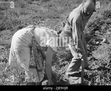 Coppia scavando le loro patate dolci in autunno. Irrigon, Morrow County, Oregon. Foto Stock