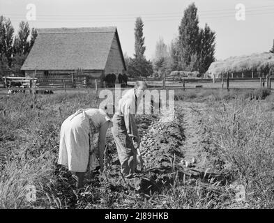 Coppia scavando le loro patate dolci in autunno. Irrigon, Morrow County, Oregon. Foto Stock