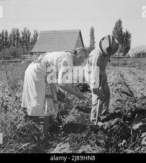 Coppia scavando le loro patate dolci in autunno. Irrigon, Morrow County, Oregon. Foto Stock